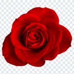Red, Rose PNG, Red Rose, Red Roses PNG, PNG, PNG Images, Transparent Files, png free, png file, Free PNG, png download,