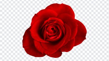 Red, Rose PNG, Red Rose, Red Roses PNG, PNG, PNG Images, Transparent Files, png free, png file, Free PNG, png download,