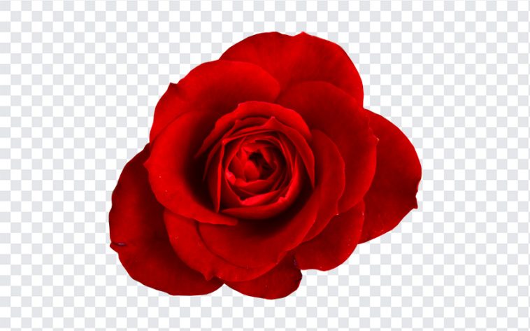 Red, Rose PNG, Red Rose, Red Roses PNG, PNG, PNG Images, Transparent Files, png free, png file, Free PNG, png download,