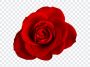 Red, Rose PNG, Red Rose, Red Roses PNG, PNG, PNG Images, Transparent Files, png free, png file, Free PNG, png download,