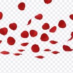 Falling Rose Petals, Falling Rose, Falling Rose Petals PNG, Falling, Rose Petals PNG, Petals PNG, PNG, PNG Images, Transparent Files, png free, png file, Free PNG, png download, PNG Image Hub,