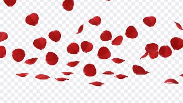 Falling Rose Petals, Falling Rose, Falling Rose Petals PNG, Falling, Rose Petals PNG, Petals PNG, PNG, PNG Images, Transparent Files, png free, png file, Free PNG, png download, PNG Image Hub,