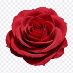 Red Rose, Red, Red Rose PNG, Rose PNG, Flower PNG, Flowers, PNG, PNG Images, Transparent Files, png free, png file, Free PNG, png download, PNG Image Hub,