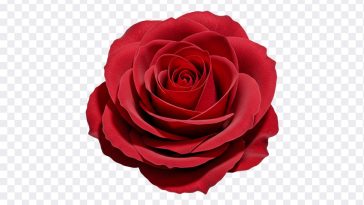 Red Rose, Red, Red Rose PNG, Rose PNG, Flower PNG, Flowers, PNG, PNG Images, Transparent Files, png free, png file, Free PNG, png download, PNG Image Hub,