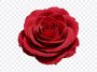 Red Rose, Red, Red Rose PNG, Rose PNG, Flower PNG, Flowers, PNG, PNG Images, Transparent Files, png free, png file, Free PNG, png download, PNG Image Hub,