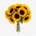 Sunflower Bouquet, Sunflower, Sunflower Bouquet PNG, Flower PNG, Flowers, PNG, PNG Images, Transparent Files, png free, png file, Free PNG, png download, PNG Image Hub,