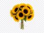Sunflower Bouquet, Sunflower, Sunflower Bouquet PNG, Flower PNG, Flowers, PNG, PNG Images, Transparent Files, png free, png file, Free PNG, png download, PNG Image Hub,