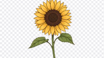 Sunflower Illustration, Sunflower, Sunflower Illustration PNG, Flower PNG, Illustration PNG, PNG, PNG Images, Transparent Files, png free, png file, Free PNG, png download, PNG Image Hub,