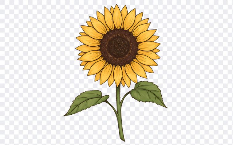 Sunflower Illustration, Sunflower, Sunflower Illustration PNG, Flower PNG, Illustration PNG, PNG, PNG Images, Transparent Files, png free, png file, Free PNG, png download, PNG Image Hub,