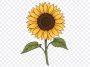 Sunflower Illustration, Sunflower, Sunflower Illustration PNG, Flower PNG, Illustration PNG, PNG, PNG Images, Transparent Files, png free, png file, Free PNG, png download, PNG Image Hub,