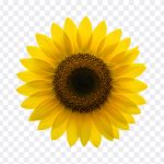 Sunflower, Flower PNG, Sunflower PNG, Flower, PNG, PNG Images, Transparent Files, png free, png file, Free PNG, png download, PNG Image Hub,