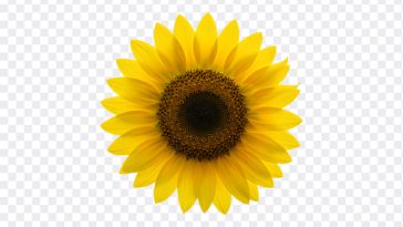 Sunflower, Flower PNG, Sunflower PNG, Flower, PNG, PNG Images, Transparent Files, png free, png file, Free PNG, png download, PNG Image Hub,