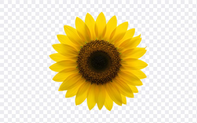 Sunflower, Flower PNG, Sunflower PNG, Flower, PNG, PNG Images, Transparent Files, png free, png file, Free PNG, png download, PNG Image Hub,
