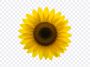 Sunflower, Flower PNG, Sunflower PNG, Flower, PNG, PNG Images, Transparent Files, png free, png file, Free PNG, png download, PNG Image Hub,