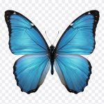 Blue Butterfly, Blue, Butterfly Clipart, Transparent Butterfly, Blue Butterfly PNG, Butterfly PNG, PNG, PNG Images, Transparent Files, png free, png file, Free PNG, png download, PNG Image Hub,