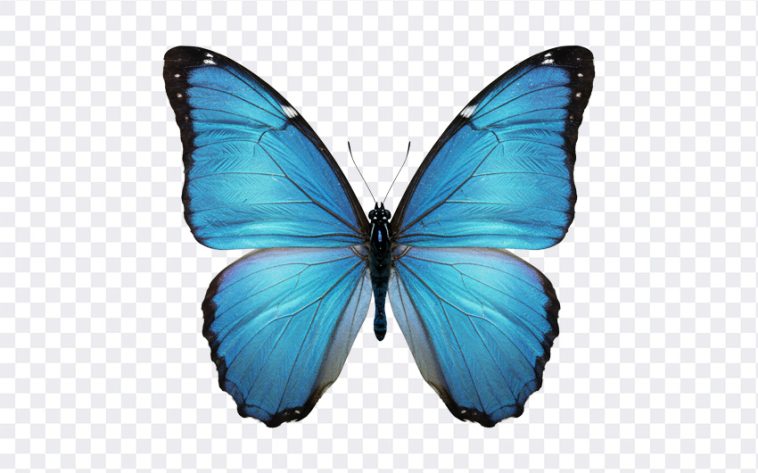 Blue Butterfly, Blue, Butterfly Clipart, Transparent Butterfly, Blue Butterfly PNG, Butterfly PNG, PNG, PNG Images, Transparent Files, png free, png file, Free PNG, png download, PNG Image Hub,