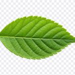 Close up of a vibrant green leaf, showcasing intricate veins and texture. A symbol of nature's beauty and growth. Green leaf detail