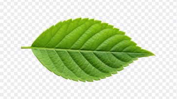 Close up of a vibrant green leaf, showcasing intricate veins and texture. A symbol of nature's beauty and growth. Green leaf detail