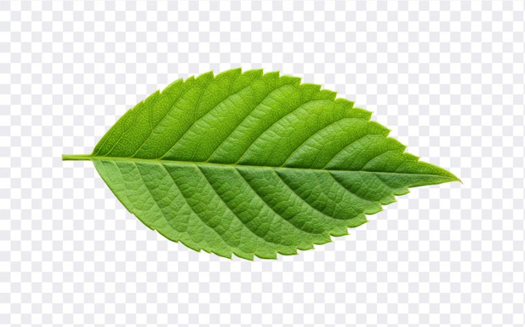 Close up of a vibrant green leaf, showcasing intricate veins and texture. A symbol of nature's beauty and growth. Green leaf detail