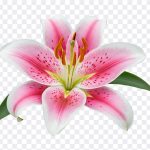 Stunning close up of an Oriental Lily, featured in the blog post "Oriental Lily." High resolution image available for download