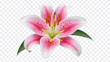 Stunning close up of an Oriental Lily, featured in the blog post "Oriental Lily." High resolution image available for download