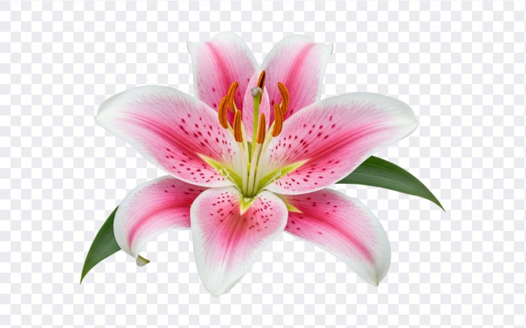 Stunning close up of an Oriental Lily, featured in the blog post "Oriental Lily." High resolution image available for download