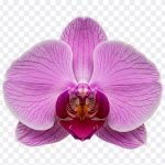 Phalaenopsis Orchid Flower: A stunning close up of a Phalaenopsis orchid. Image available for download from the "Phalaenopsis Orchid Flower" blog post