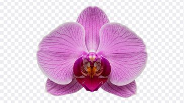 Phalaenopsis Orchid Flower: A stunning close up of a Phalaenopsis orchid. Image available for download from the "Phalaenopsis Orchid Flower" blog post
