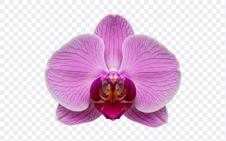 Phalaenopsis Orchid Flower: A stunning close up of a Phalaenopsis orchid. Image available for download from the "Phalaenopsis Orchid Flower" blog post