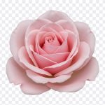 Pink Rose: A stunning close up of a pink rose, featured in the "Pink Rose" blog post. High resolution image available for download