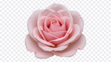 Pink Rose: A stunning close up of a pink rose, featured in the "Pink Rose" blog post. High resolution image available for download