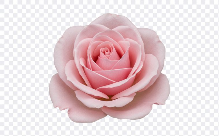 Pink Rose: A stunning close up of a pink rose, featured in the "Pink Rose" blog post. High resolution image available for download