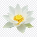 A pristine white lotus flower, elegantly unfurling its petals. Symbol of purity, serenity, and enlightenment. Beautiful white lotus blossom