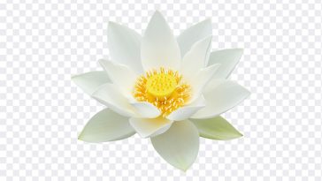 A pristine white lotus flower, elegantly unfurling its petals. Symbol of purity, serenity, and enlightenment. Beautiful white lotus blossom