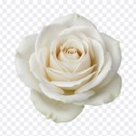 Stunning close up of a white rose, featured in the blog post "White Rose." High resolution image available for download
