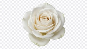 Stunning close up of a white rose, featured in the blog post "White Rose." High resolution image available for download
