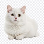 Cute Cat, Cute, Fluffy Cat, Cute Cat PNG, White Cat, Pussy, PNG, PNG Images, Transparent Files, png free, png file, Free PNG, png download, PNG Image Hub,