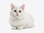 Cute Cat, Cute, Fluffy Cat, Cute Cat PNG, White Cat, Pussy, PNG, PNG Images, Transparent Files, png free, png file, Free PNG, png download, PNG Image Hub,