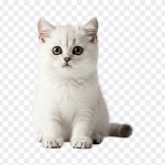 Cute Kitten, Cute, Cute Kitten PNG, Kitten PNG, Cat, White Kitten, PNG, PNG Images, Transparent Files, png free, png file, Free PNG, png download, PNG Image Hub,