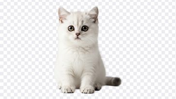 Cute Kitten, Cute, Cute Kitten PNG, Kitten PNG, Cat, White Kitten, PNG, PNG Images, Transparent Files, png free, png file, Free PNG, png download, PNG Image Hub,