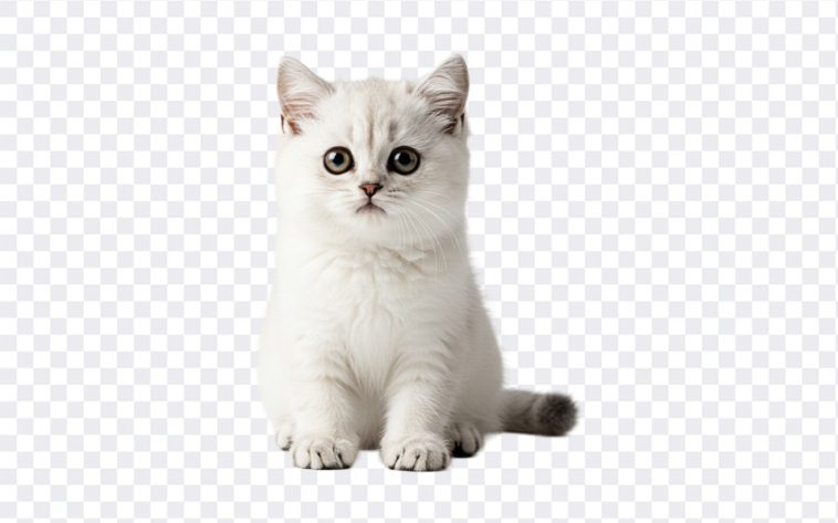 Cute Kitten, Cute, Cute Kitten PNG, Kitten PNG, Cat, White Kitten, PNG, PNG Images, Transparent Files, png free, png file, Free PNG, png download, PNG Image Hub,