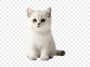 Cute Kitten, Cute, Cute Kitten PNG, Kitten PNG, Cat, White Kitten, PNG, PNG Images, Transparent Files, png free, png file, Free PNG, png download, PNG Image Hub,