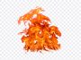 Fire Effect, Fire, Fire Effect PNG, Transparent Fire, Fire PNG, Flame PNG, Free Fire, PNG, PNG Images, Transparent Files, png free, png file, Free PNG, png download, PNG Image Hub,