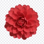 Flower PNG, Flower, Flower PNG Isolated, Red Flower, Nature, PNG, PNG Images, Transparent Files, png free, png file, Free PNG, png download, PNG Image Hub,