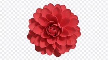 Flower PNG, Flower, Flower PNG Isolated, Red Flower, Nature, PNG, PNG Images, Transparent Files, png free, png file, Free PNG, png download, PNG Image Hub,