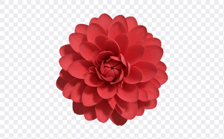 Flower PNG, Flower, Flower PNG Isolated, Red Flower, Nature, PNG, PNG Images, Transparent Files, png free, png file, Free PNG, png download, PNG Image Hub,