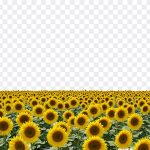 Sunflower Field, Sunflower, Sunflower Field PNG, PNG, PNG Images, Transparent Files, png free, png file, Free PNG, png download, PNG Image Hub,