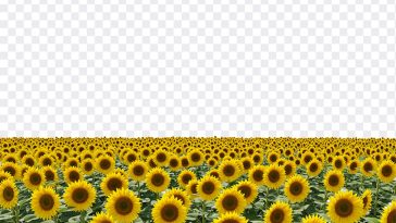 Sunflower Field, Sunflower, Sunflower Field PNG, PNG, PNG Images, Transparent Files, png free, png file, Free PNG, png download, PNG Image Hub,