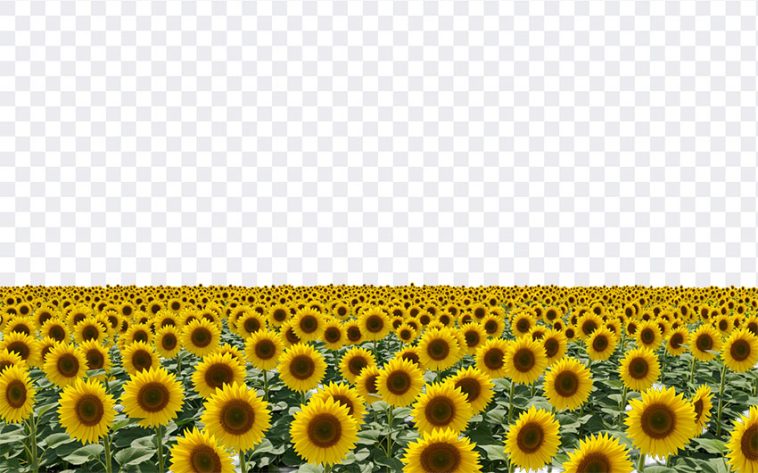 Sunflower Field, Sunflower, Sunflower Field PNG, PNG, PNG Images, Transparent Files, png free, png file, Free PNG, png download, PNG Image Hub,