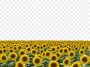 Sunflower Field, Sunflower, Sunflower Field PNG, PNG, PNG Images, Transparent Files, png free, png file, Free PNG, png download, PNG Image Hub,